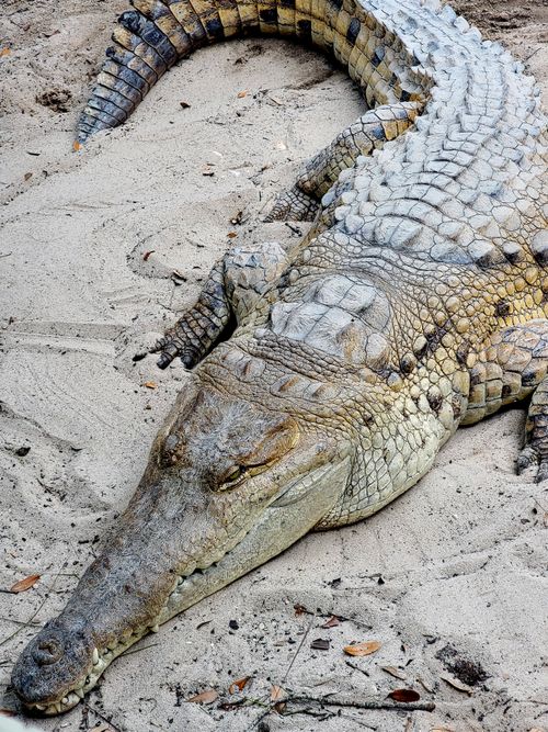 Free An impressive close-up of a Nile crocodile resting on a sandy surface. Stock Photo