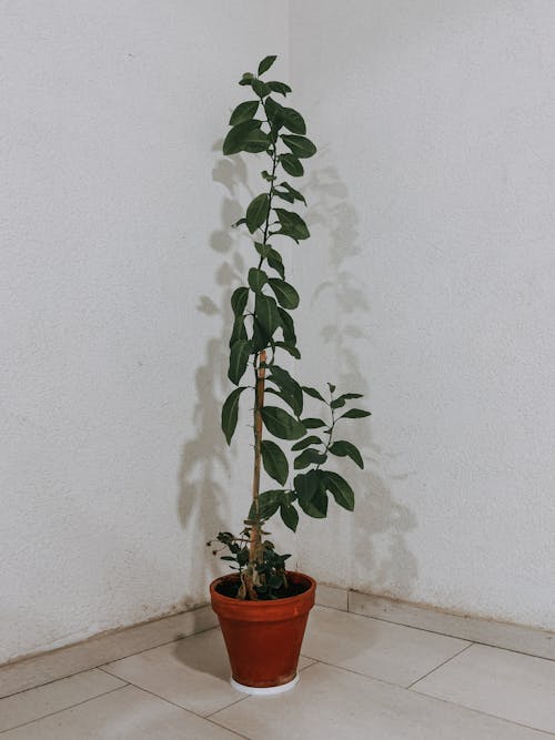 Potted Green Plant in a Corner