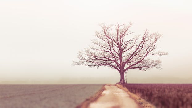 Landscape Photography of Withered Tree