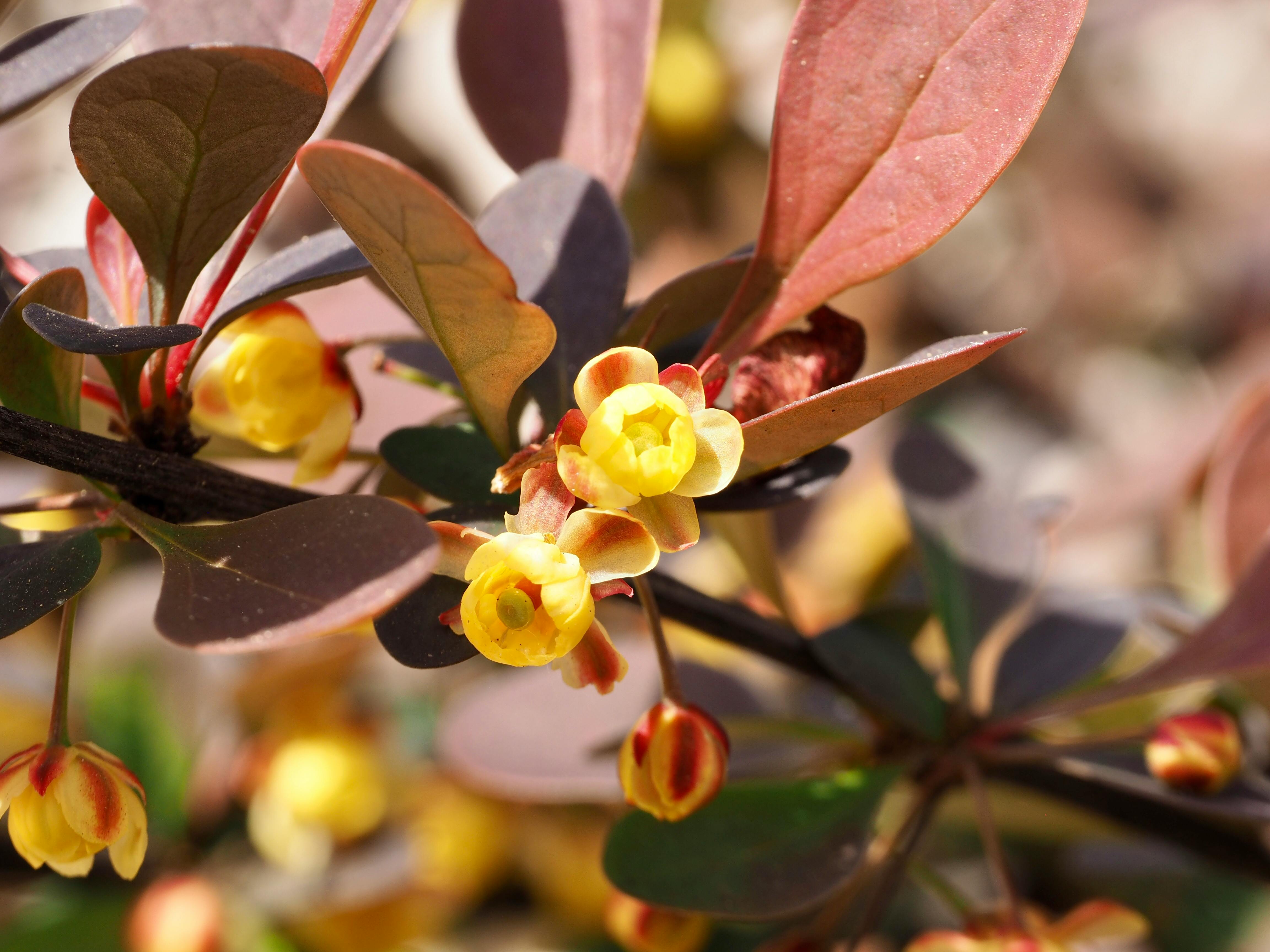 Bunter Markt in Delhi