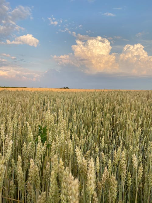 無料 ライ麦, 作物, 垂直ショットの無料の写真素材 写真素材