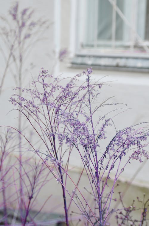 Free Close-up of a Purple Flowering Plant  Stock Photo