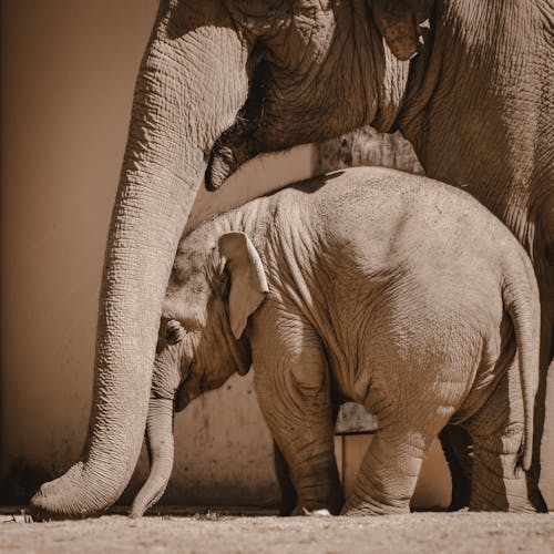 무료 사파리, 송아지, 아프리카 코끼리의 무료 스톡 사진