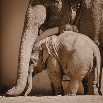 elephant photo