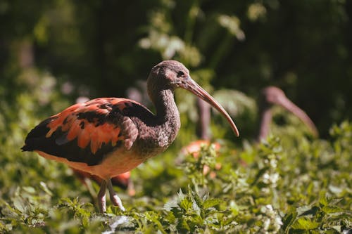 Bird with a Long Beak