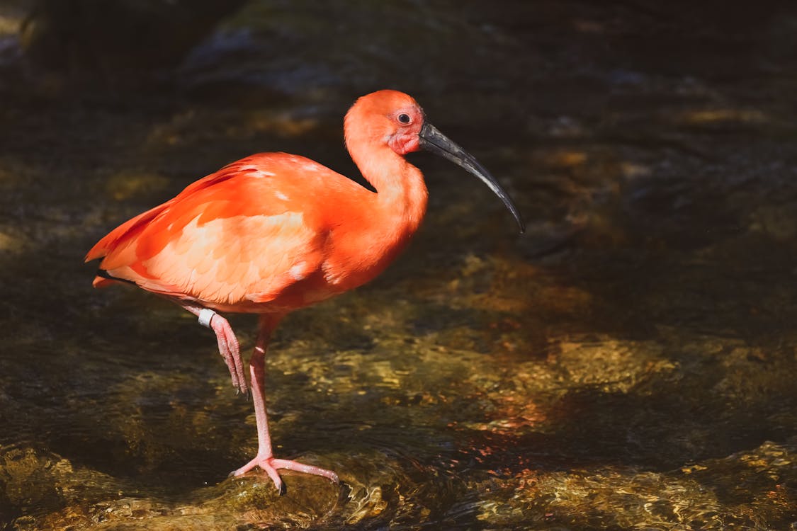 Pink Flamingo on Water