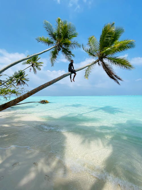 Person Sitting on the Trunk of a Leaning Coconut Tree