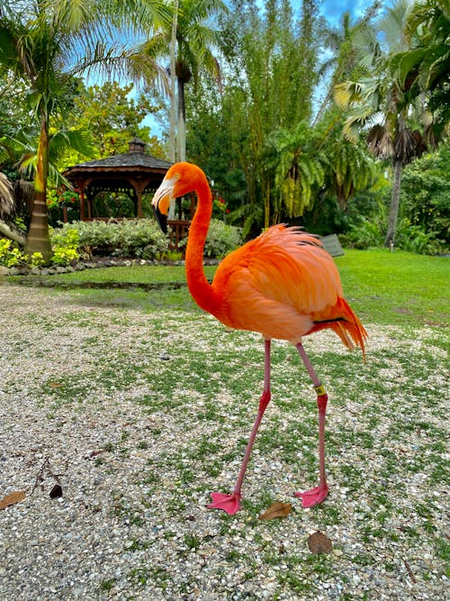 Free stock photo of flamingo, florida, nature