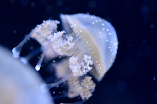 Free stock photo of blue ocean, jelly fish, jelly fish underwater