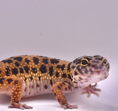 Free stock photo of gecko, leopard gecko, nature