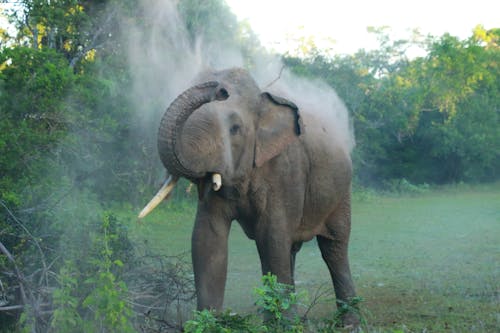 Ingyenes stockfotó ázsiai elefánt, elefánt, mérges témában