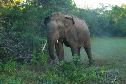 Elephant Walking on Green Grass