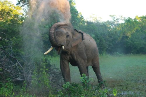 Free Asian elephant enjoying a dust bath in the wilds of Kataragama, Sri Lanka. Stock Photo