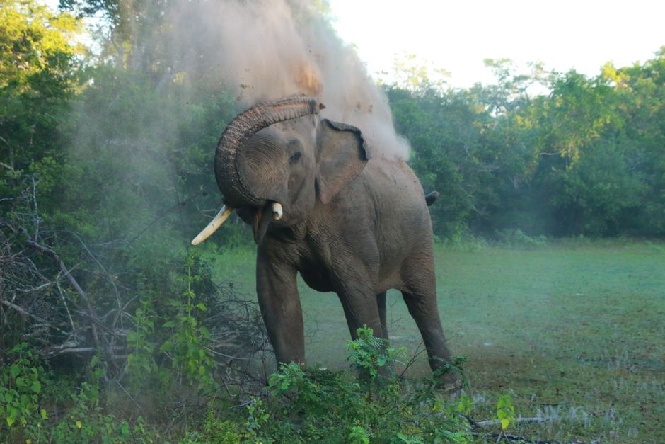 An Asian elephant enjoying a dust bath in the lush wilderness of Sri Lanka. Captured in Kataragama.