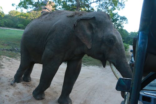 Ingyenes stockfotó ázsiai elefánt témában
