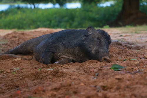 Little Boar Asleep on the Ground 