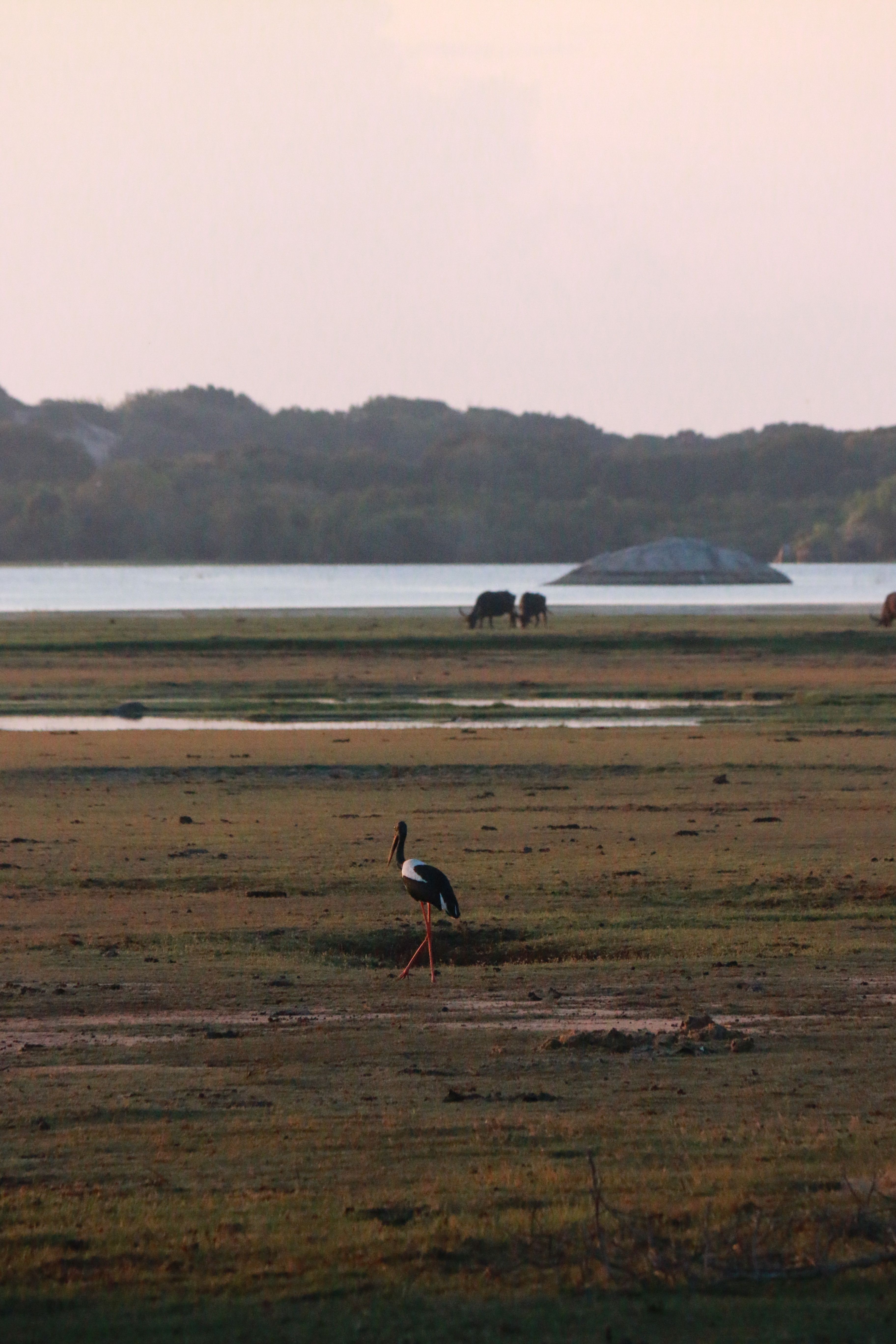 Stork wading in a tranquil wetland lagoon at sunset in Bundala National Park, Sri Lanka