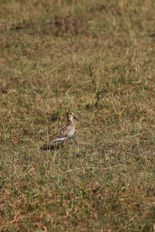 A Brown and White Bird on Brown Grass 