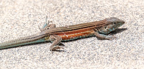 Close Up Shot of a Lizard