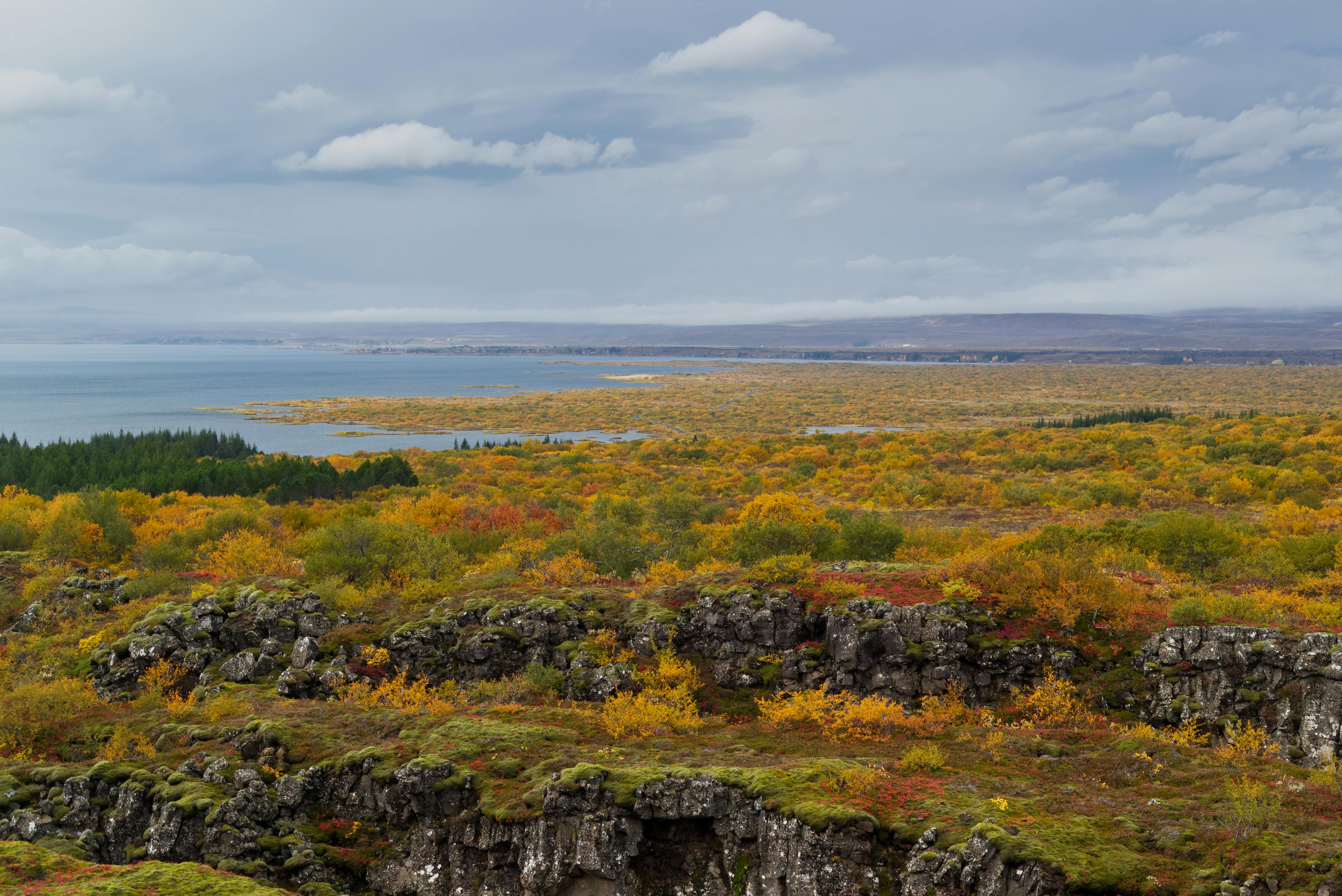 Green and Yellow Shrubs on a Rocky Ground · Free Stock Photo