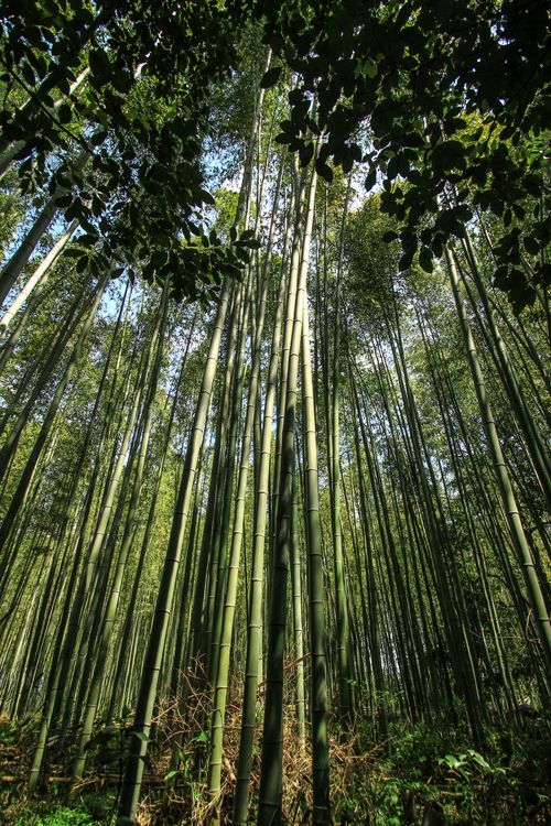 Free Captivating low-angle view of a lush bamboo forest under a bright sky. Stock Photo