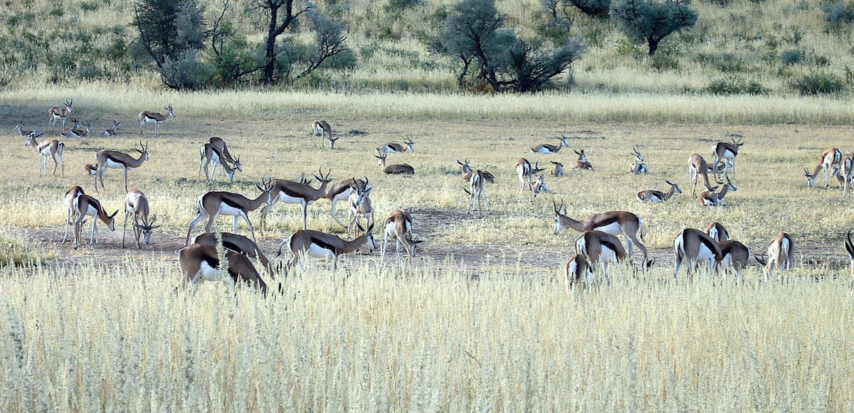 Free stock photo of animals, antelope, grazing