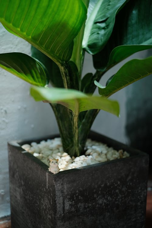 Free Green Plant on Black Pot Stock Photo
