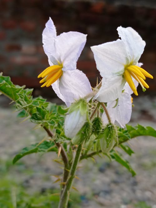 Foto profissional grátis de solanum sisymbriifolium