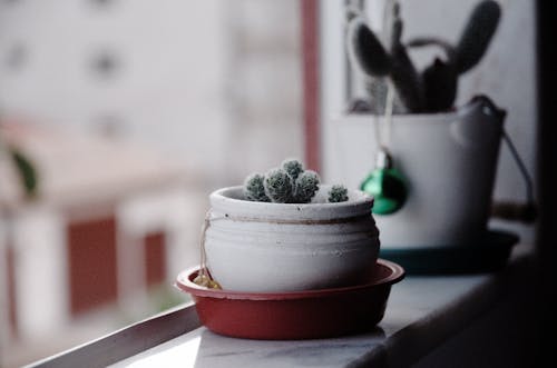 Kostenloses Stock Foto zu kaktus, pflanze
