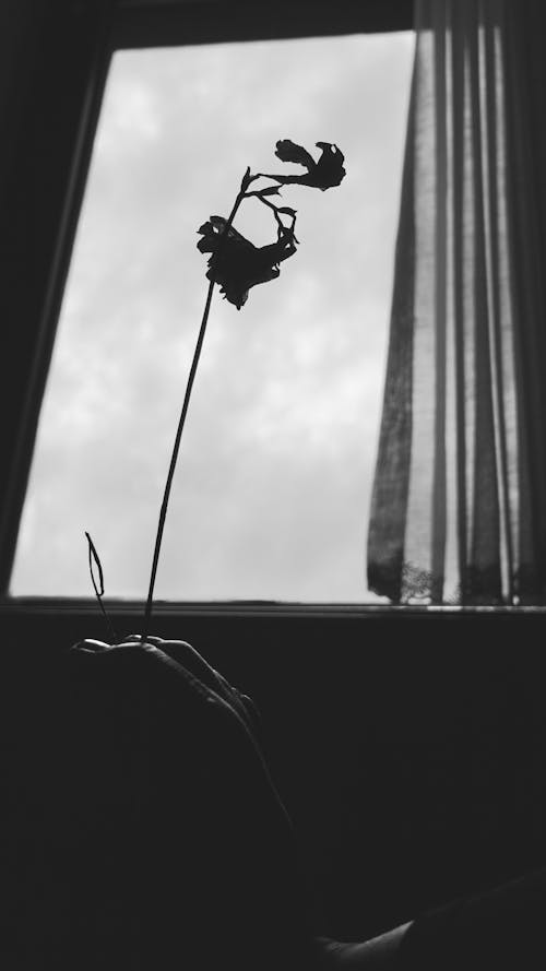 Free stock photo of against the light, curtain, flower