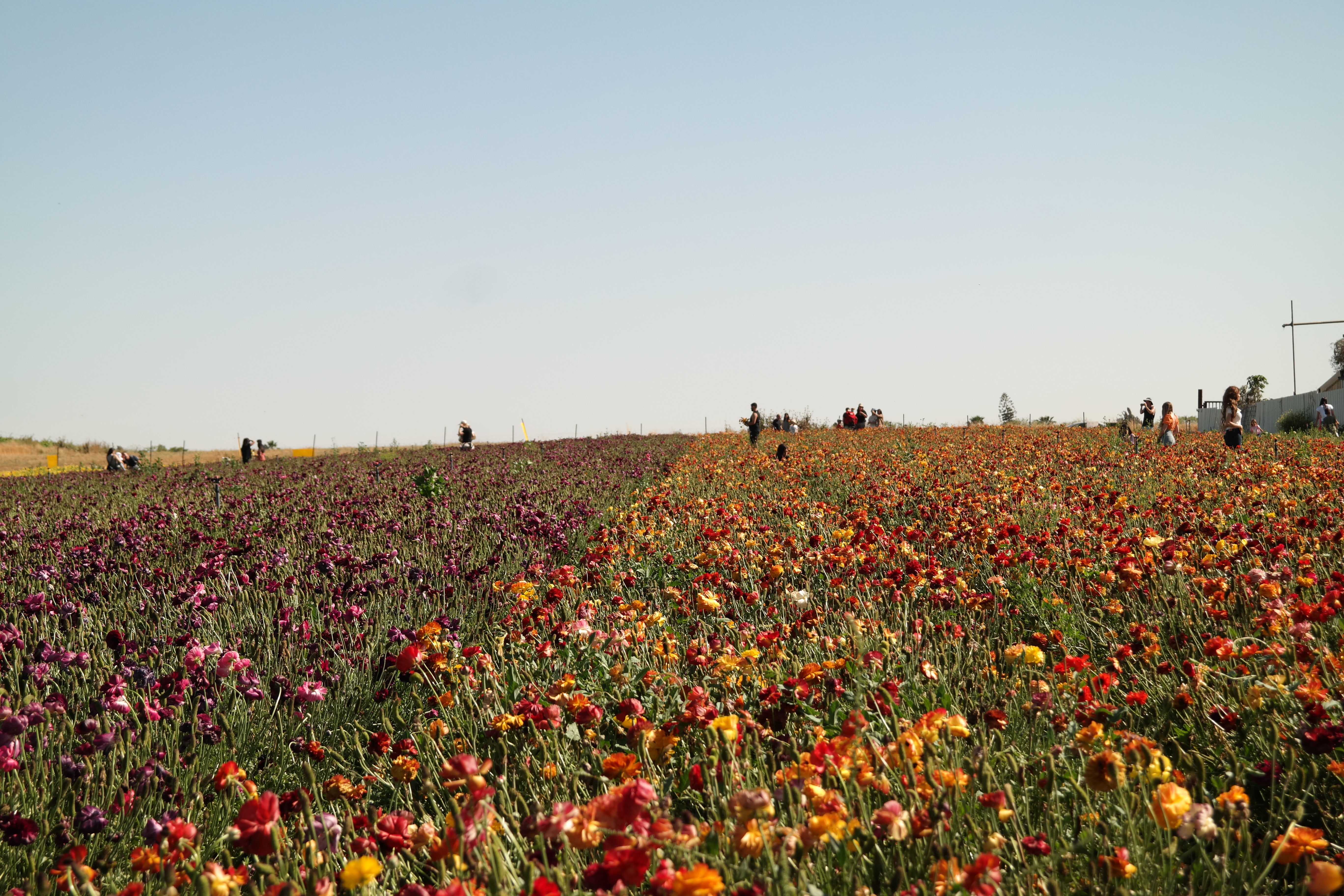 Colorful field of blooming flowers under sky