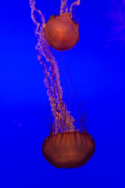 A Pair of Orange Jellyfish Diving in Blue Water