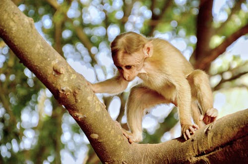 木の上の猿の写真