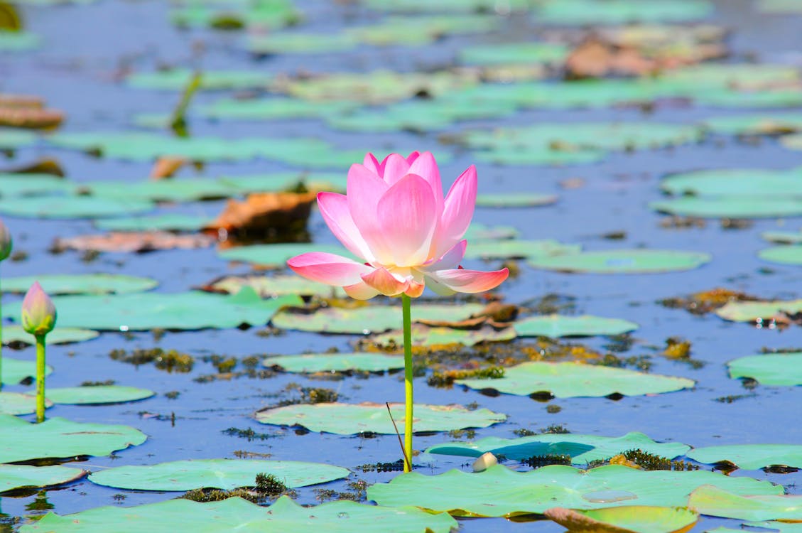 Free Pink Lotus Flower on a Water Stock Photo