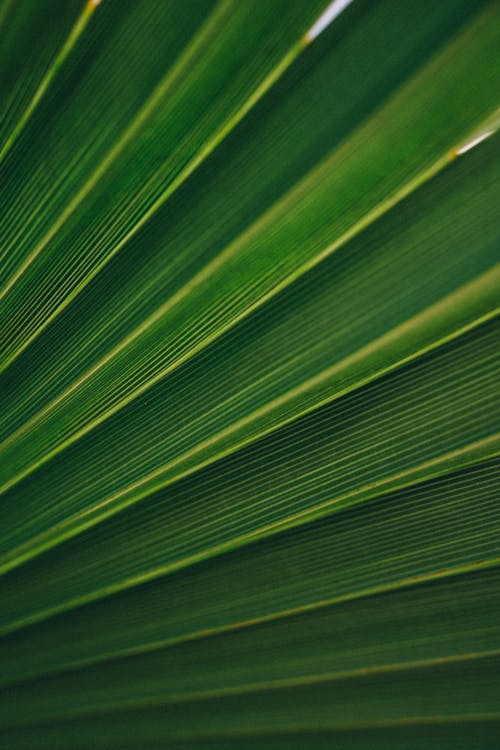 Green Leaf in Close Up Photography