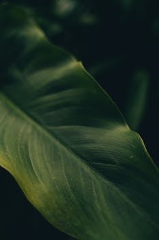 A detailed close-up photograph of a green tropical leaf with soft lighting, showcasing its natural texture and color.