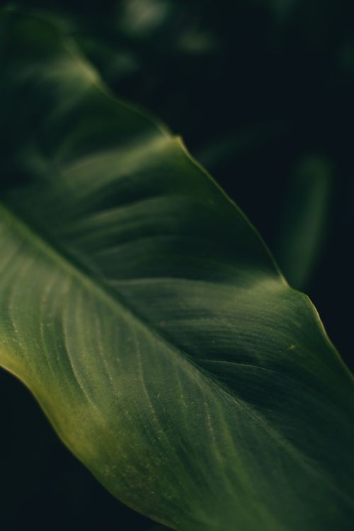 Free A detailed close-up photograph of a green tropical leaf with soft lighting, showcasing its natural texture and color. Stock Photo
