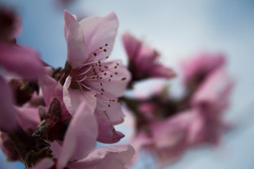 무료 핑크 꽃의 초점 사진 스톡 사진