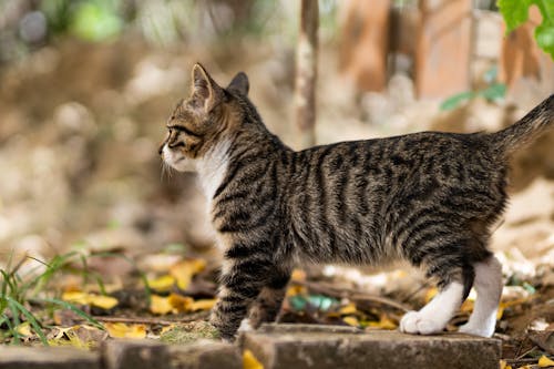 Selective Focus Photo of a Tabby Kitten's Side View