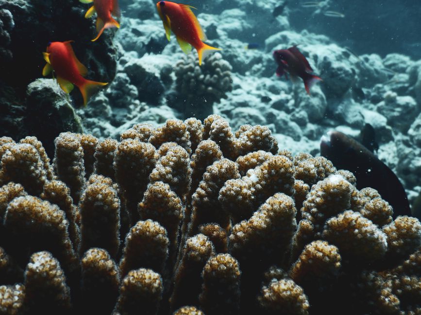 Plongée au récif de Banana Reef