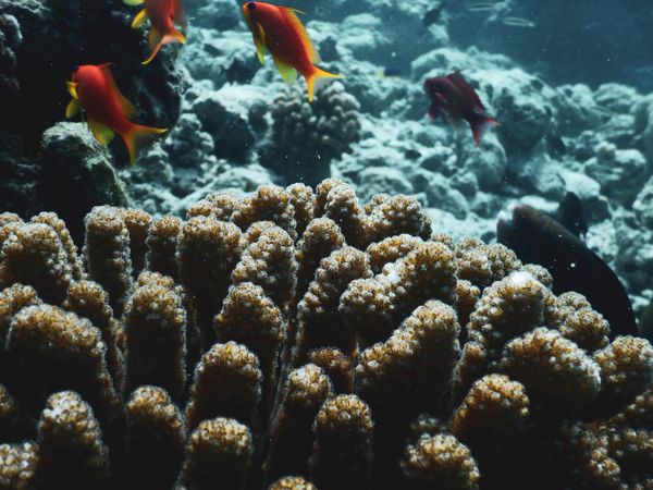 Snorkeling at Banana Reef