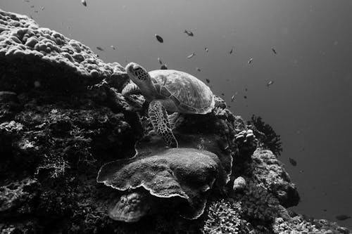 Imagine de stoc gratuită din animal acvatic, broască țestoasă, fotografie de animale