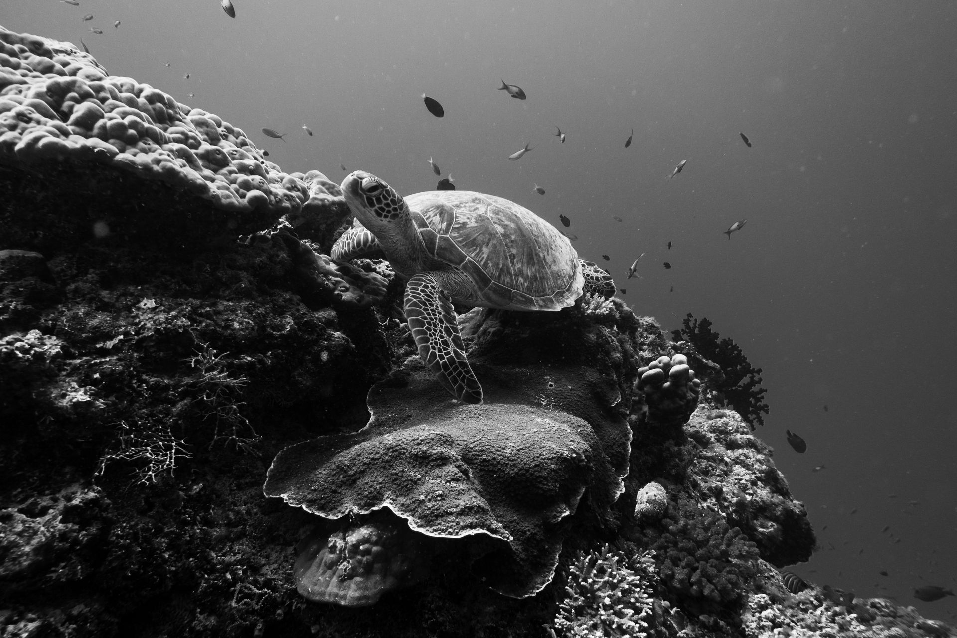 Black and white image of a sea turtle swimming over a vibrant coral reef underwater.