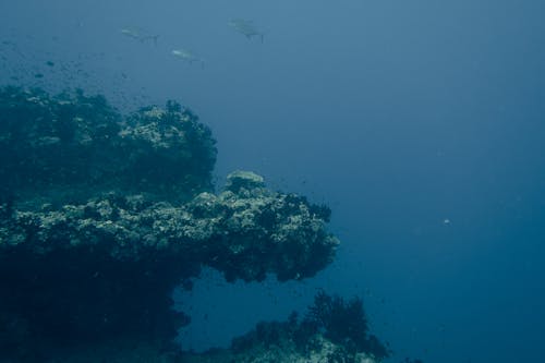 A School of Fish Near Coral Reefs