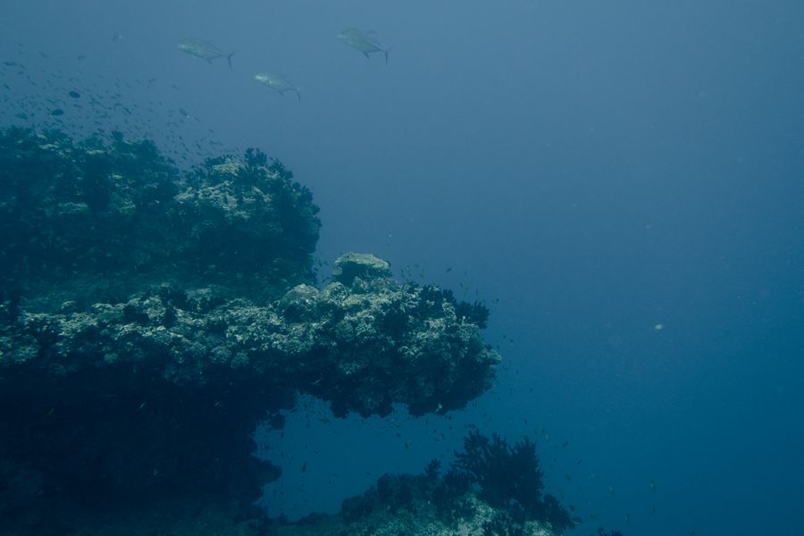 A school of fish over a coral reef in the Maldives