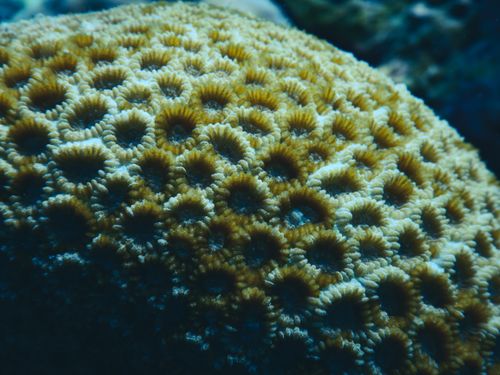 Free Detailed view of honeycomb coral underwater, showcasing natural patterns and textures in Maldives. Stock Photo