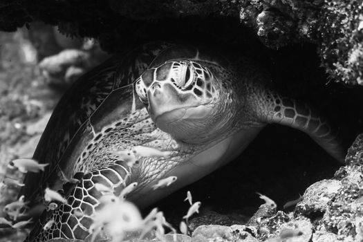 Black and white image of a sea turtle nestled among coral, captured underwater in the Maldives.