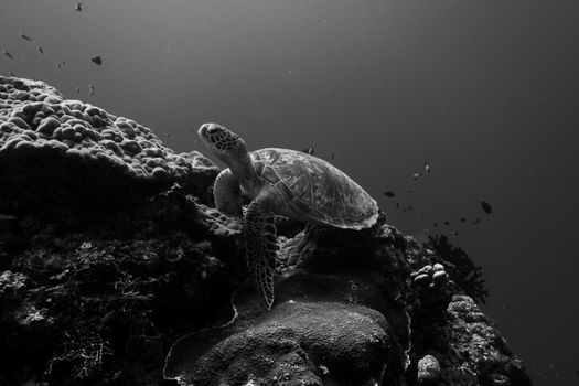 An underwater view of a sea turtle swimming near a coral reef, captured in grayscale.