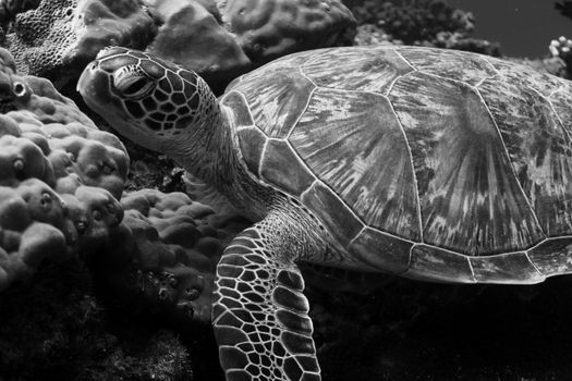 Grayscale close-up of a sea turtle swimming among corals in the Maldives.