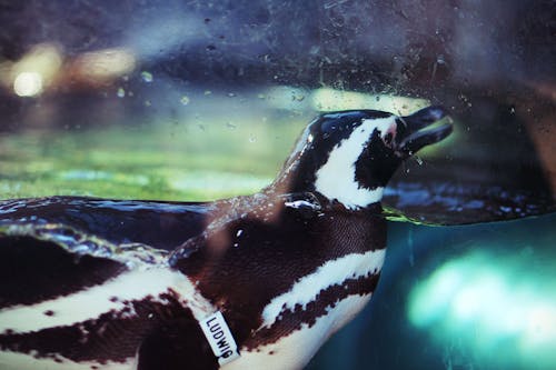 Kostenloses Stock Foto zu aquarium, aquarium des pazifiks, kalifornien